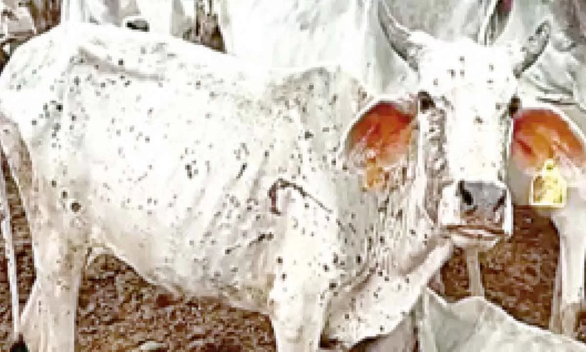 Multi-institutional team tracks virus behind India’s lumpy skin cattle