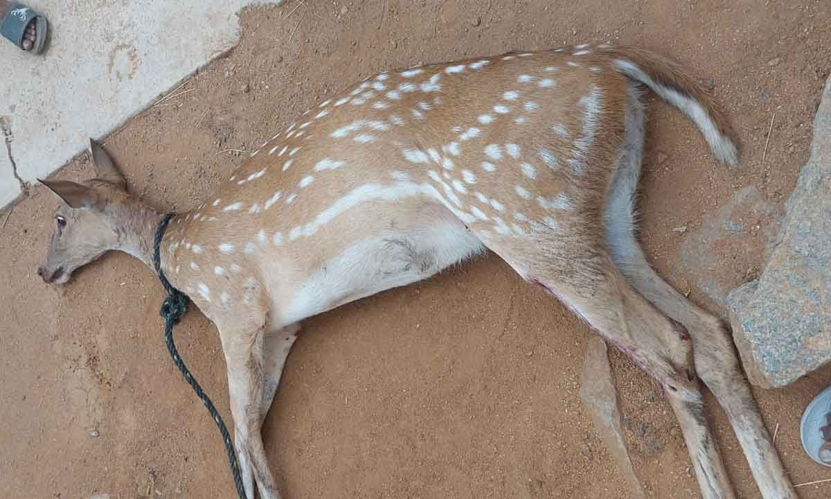 Deer dies in dog's attack in Kothur