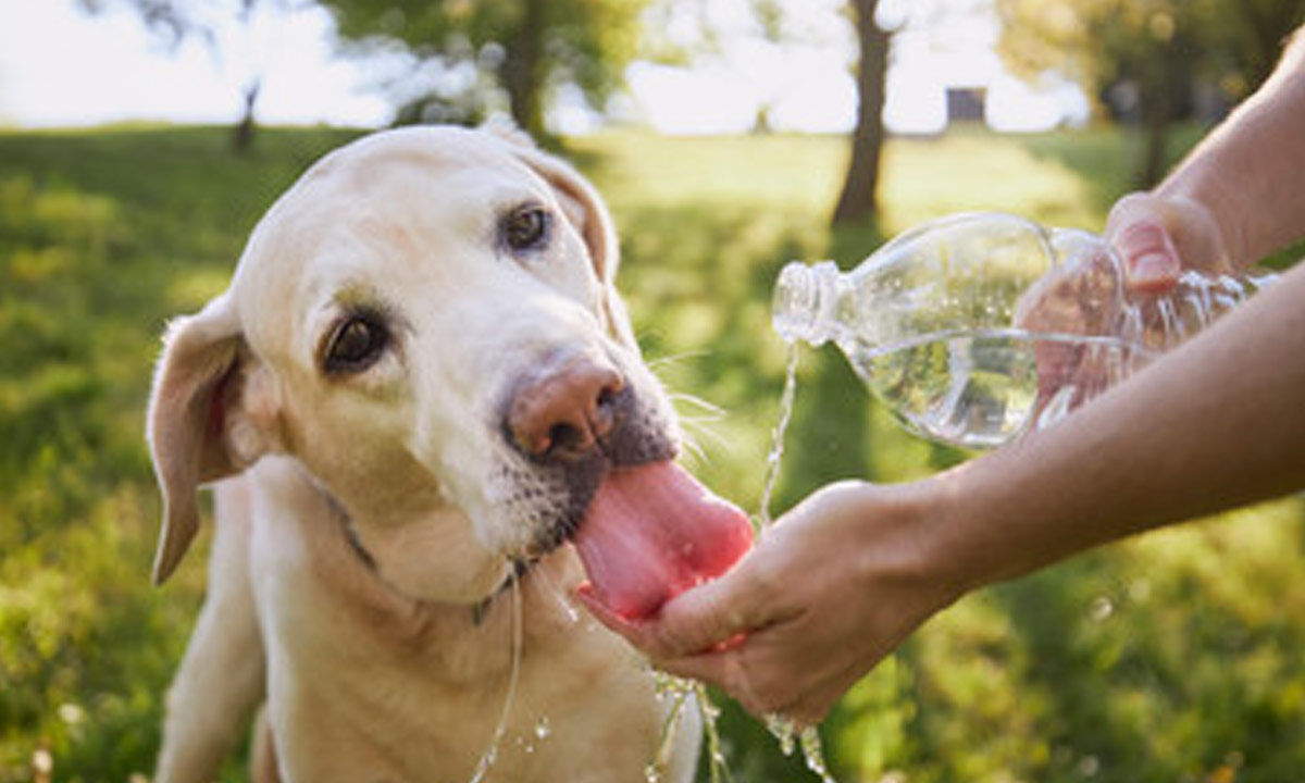 Keeping Your Furry Friends Safe and Cool