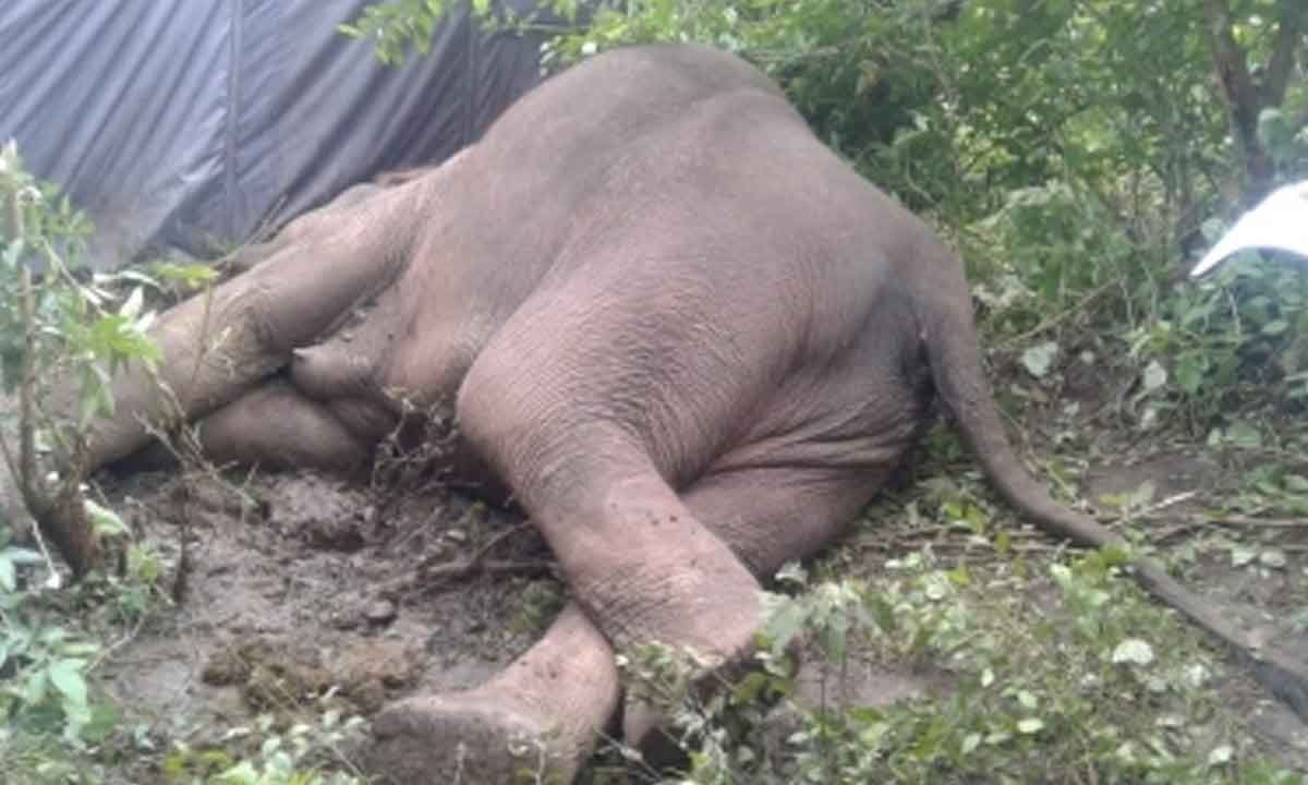 Kerala Forest Department registers case against loco pilot for killing wild elephant