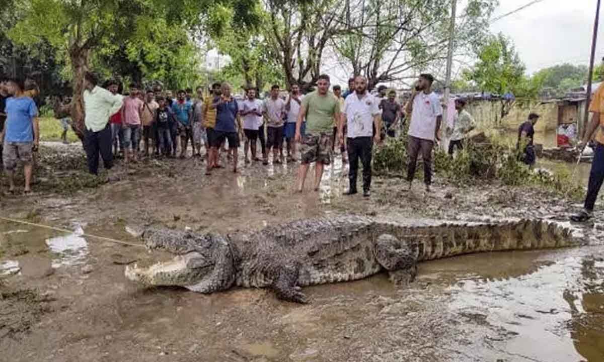 24 Crocodiles Rescued From Vadodara Amid Heavy Rains And Flooding