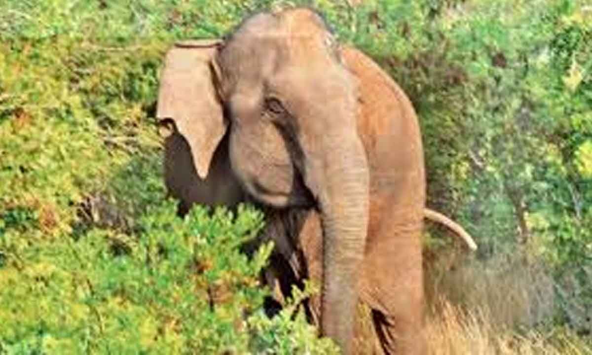 Minor boy trampled to death by wild elephant