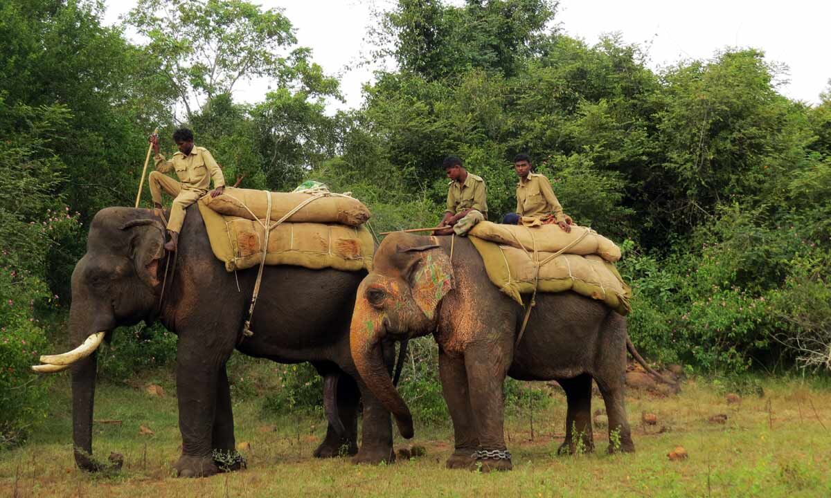 AP to get 4 Kumki elephants in first week of Nov